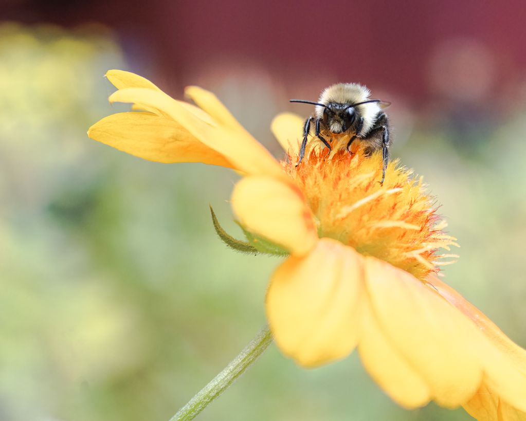 A Bee's Eye View (Bombus sp.)