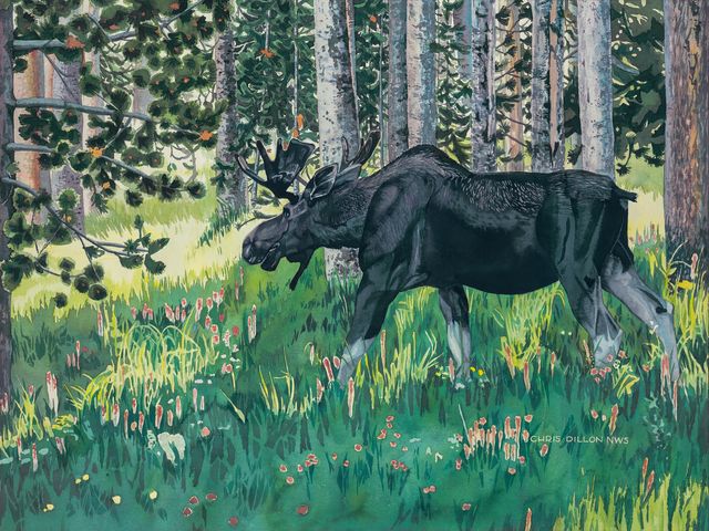 Moose