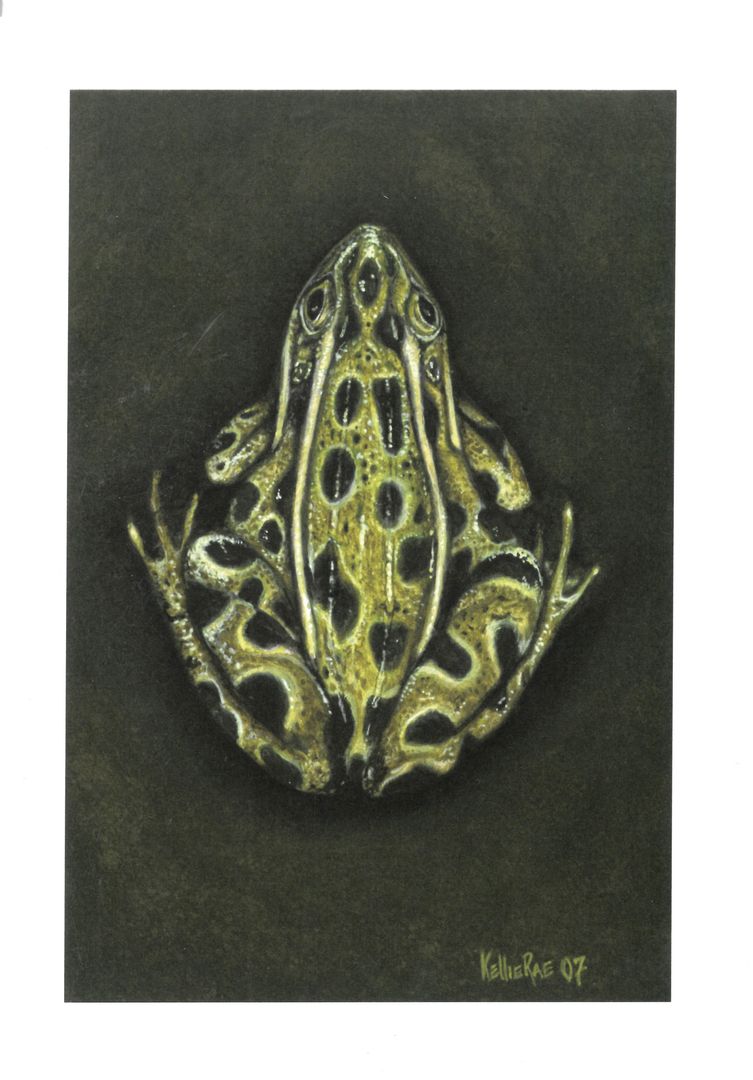 Northern Leopard Frog