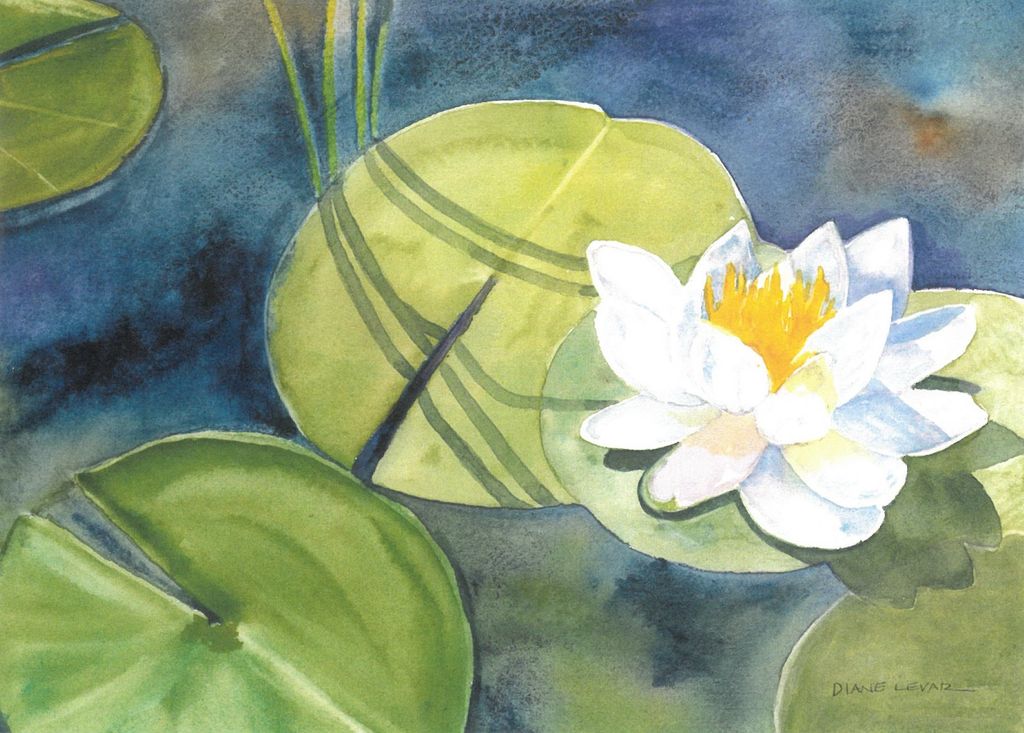 Blooming Water Lily - Card