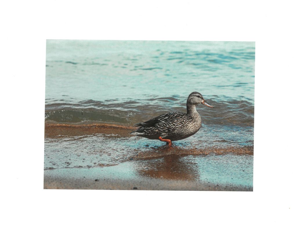 JS Duck- Print