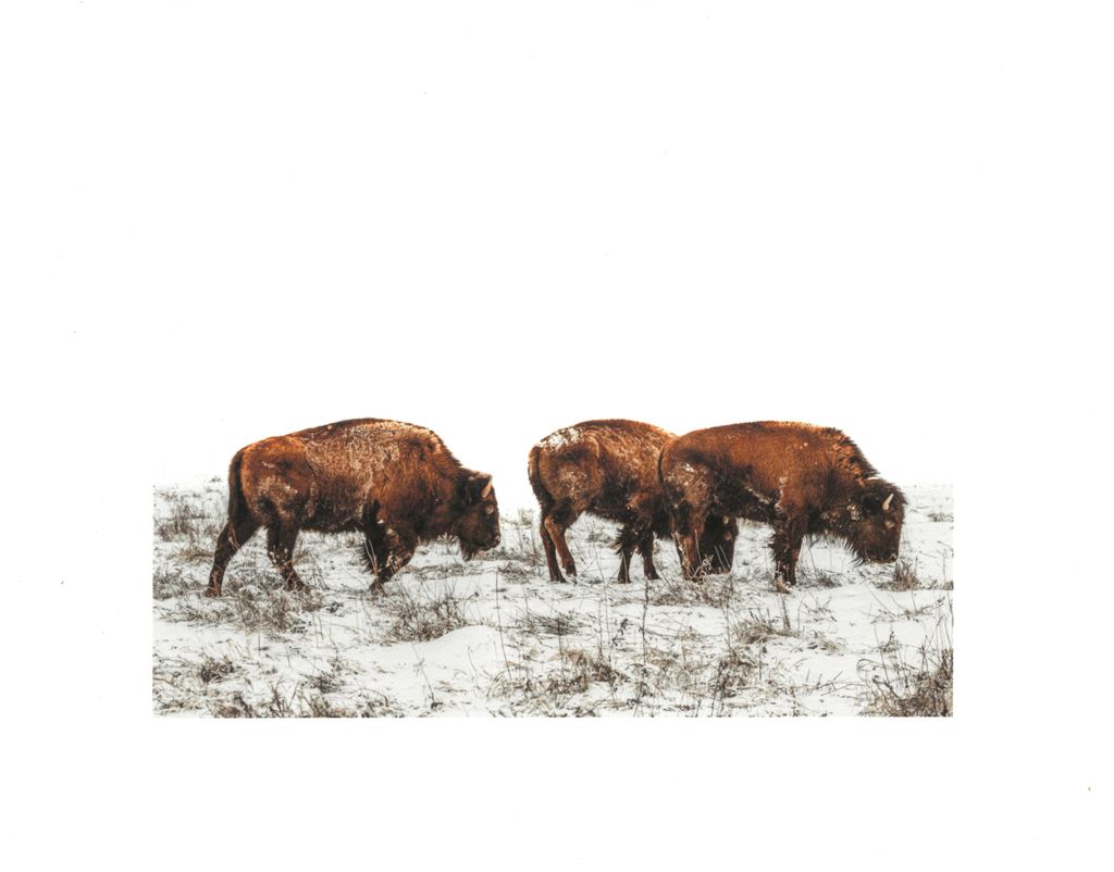 JS 3 Bison- Print