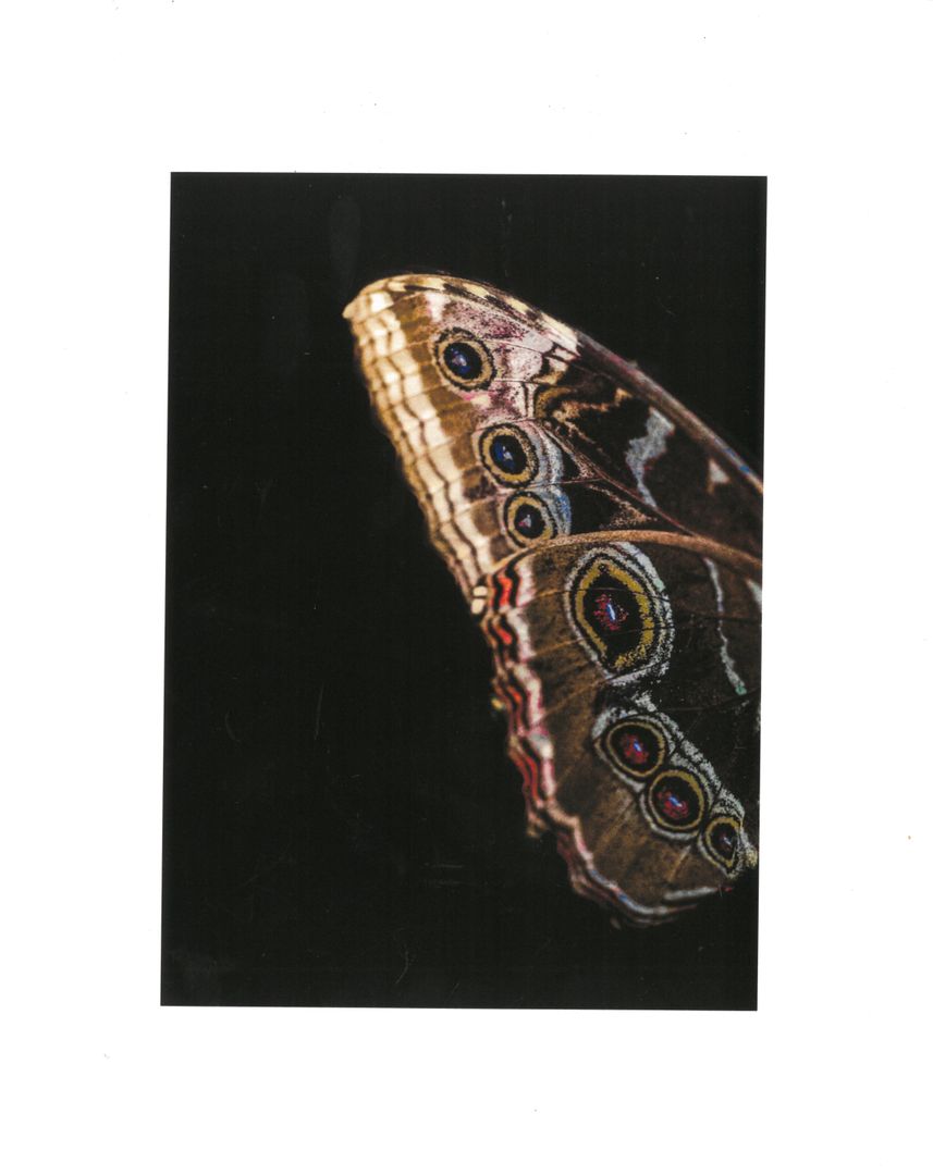 JS Moth Wings- Print