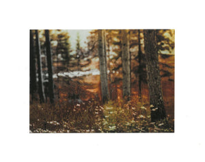 JS Forest Scene- Print