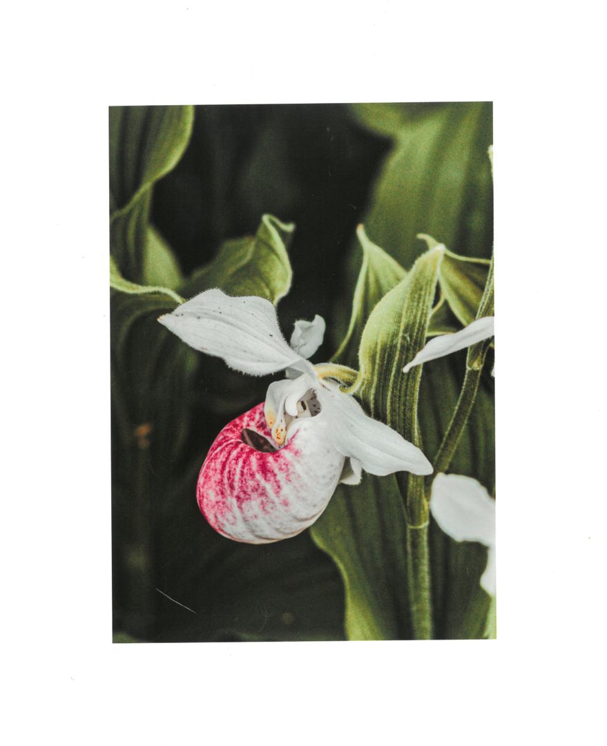 JS Pink Lady's Slipper- Print