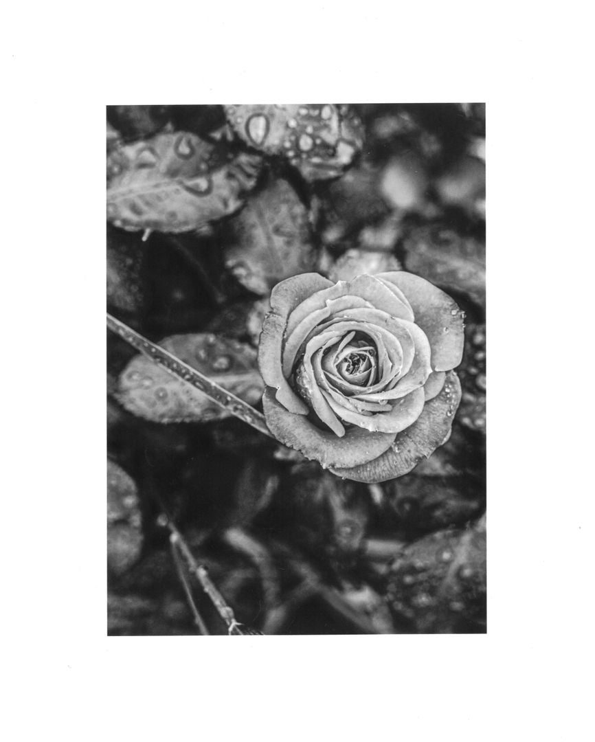 JS Monochrome Rose- Print