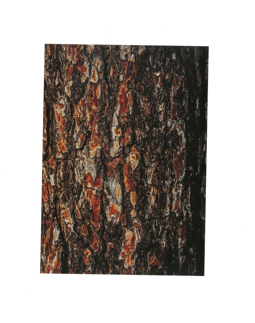 JS Bark- Print