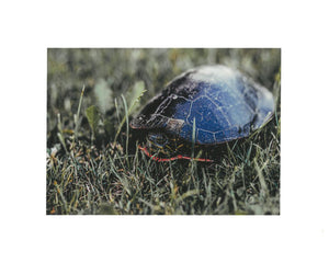 JS Turtle- Print