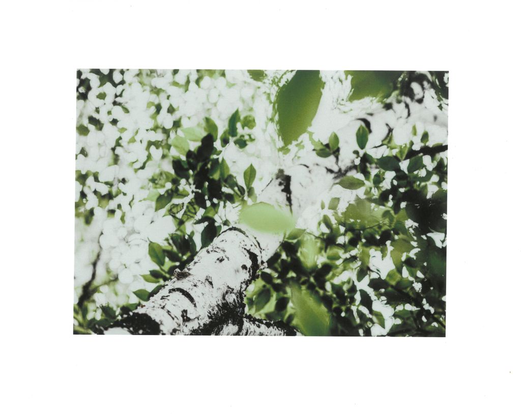 JS Birch- Print