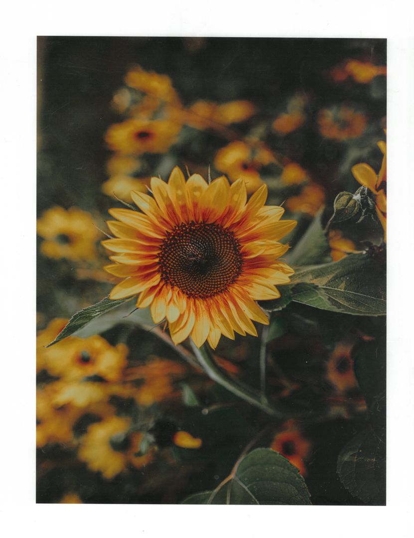 JS LG Print- Sunflower