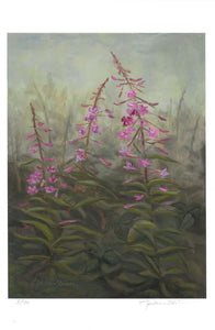 Early August Fireweed- Print