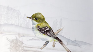 Acadian Flycatcher