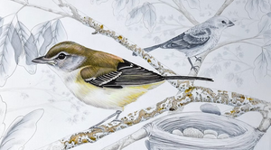 Bell’s Vireo