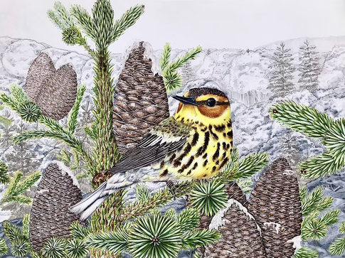 Cape May Warbler