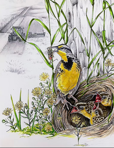 Western Meadowlark