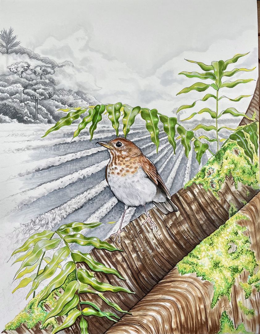 Veery