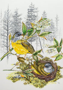 Connecticut Warbler
