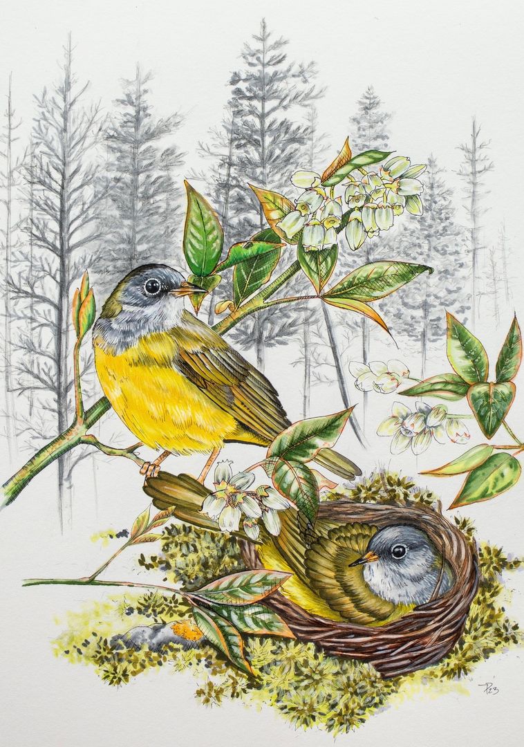Connecticut Warbler