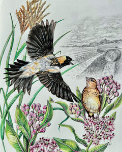Bobolink