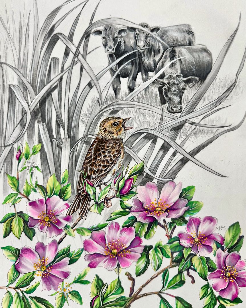 Baird’s Sparrow