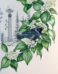 Black Throated Blue Warbler