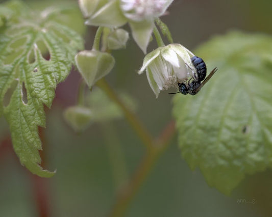 Bottoms Up (Ceratina sp.)