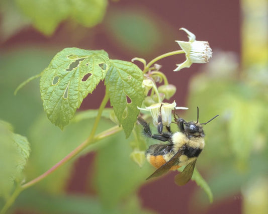 Socially Grounded (Bombus ternarius)