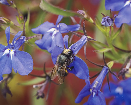Bee Blues (Osmia sp.)
