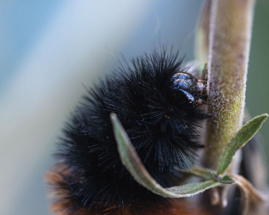Here I Am (Pyrrhartica isabella)