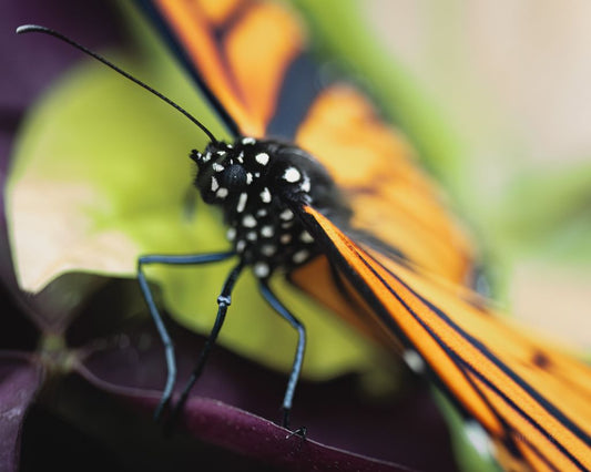 I Am Bold (Danaus plexippus)