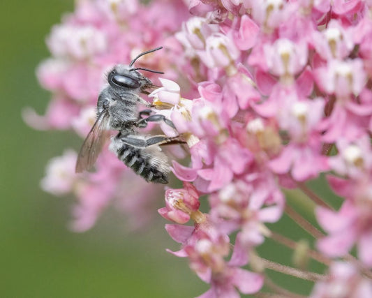 Leaf Me Bee (Megachile sp.)