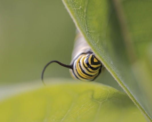Not All Who Wander Are Lost (Danaus plexippus)