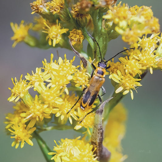 A Good Soldier (Chauliognathus pensylvanicus)