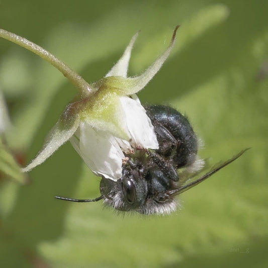 Raspberry Delight (Osmia sp.)