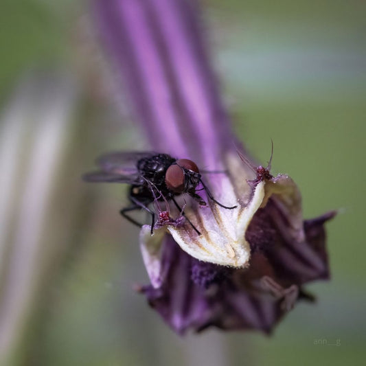 I Fly (Family Muscoidea)