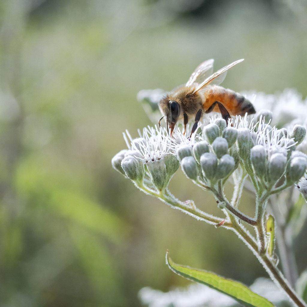 Hey Honey (Apis mellifera)