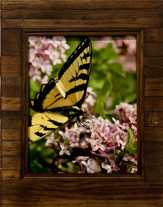 Butterfly Kisses