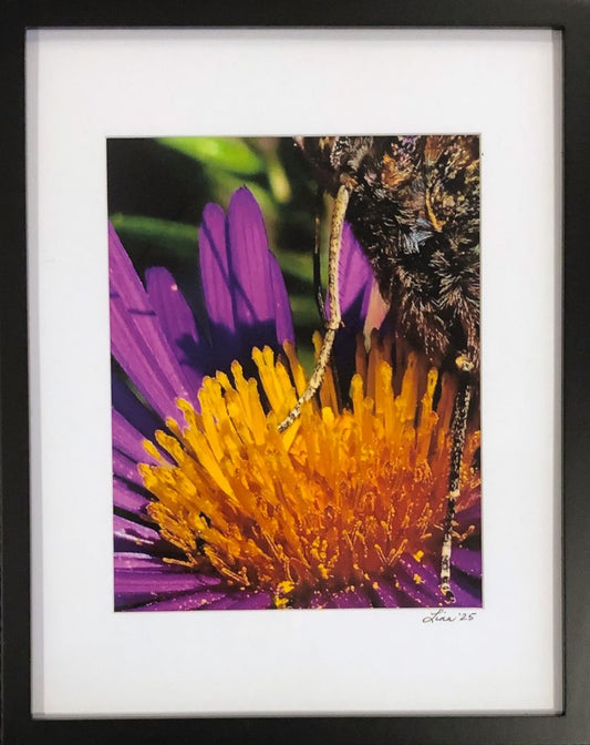 My Aster