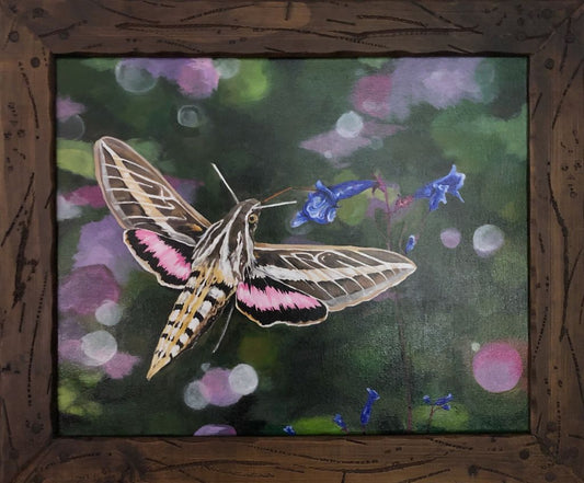 White-Lined Sphinx Moth