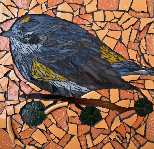 Yellow Rumped Warbler