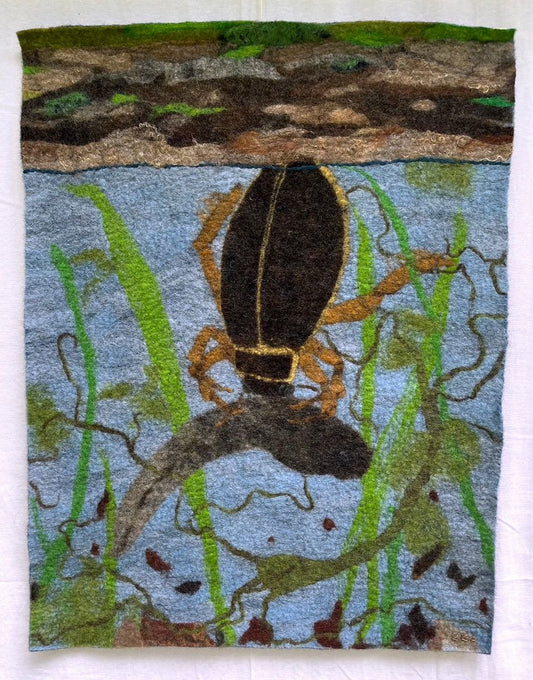 Predaceous Diving Beetle