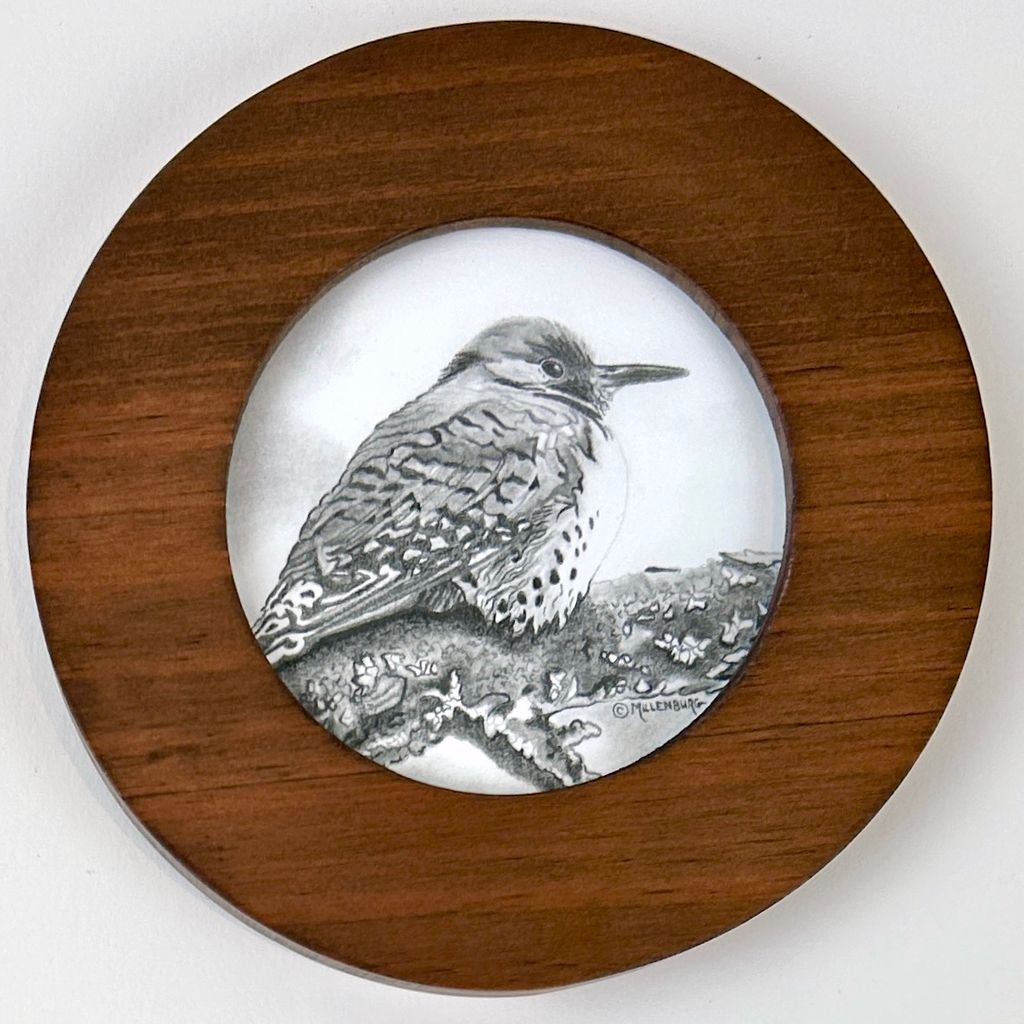 Northern Flicker