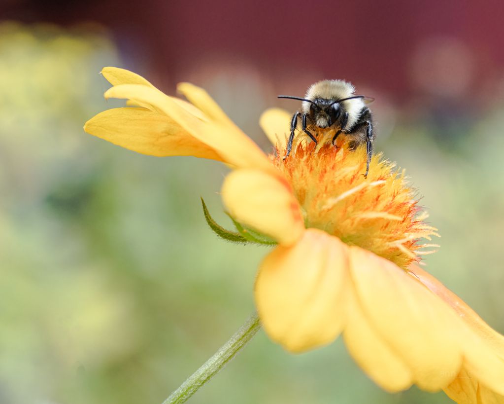 A Bee's Eye Veiw