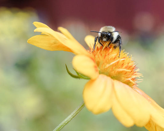 A Bee's Eye Veiw