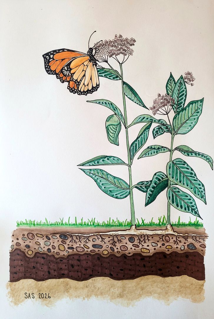 Plant Roots for Pollinators