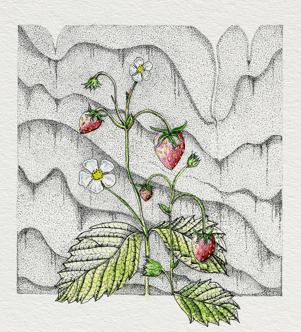 Strawberry Fields - card