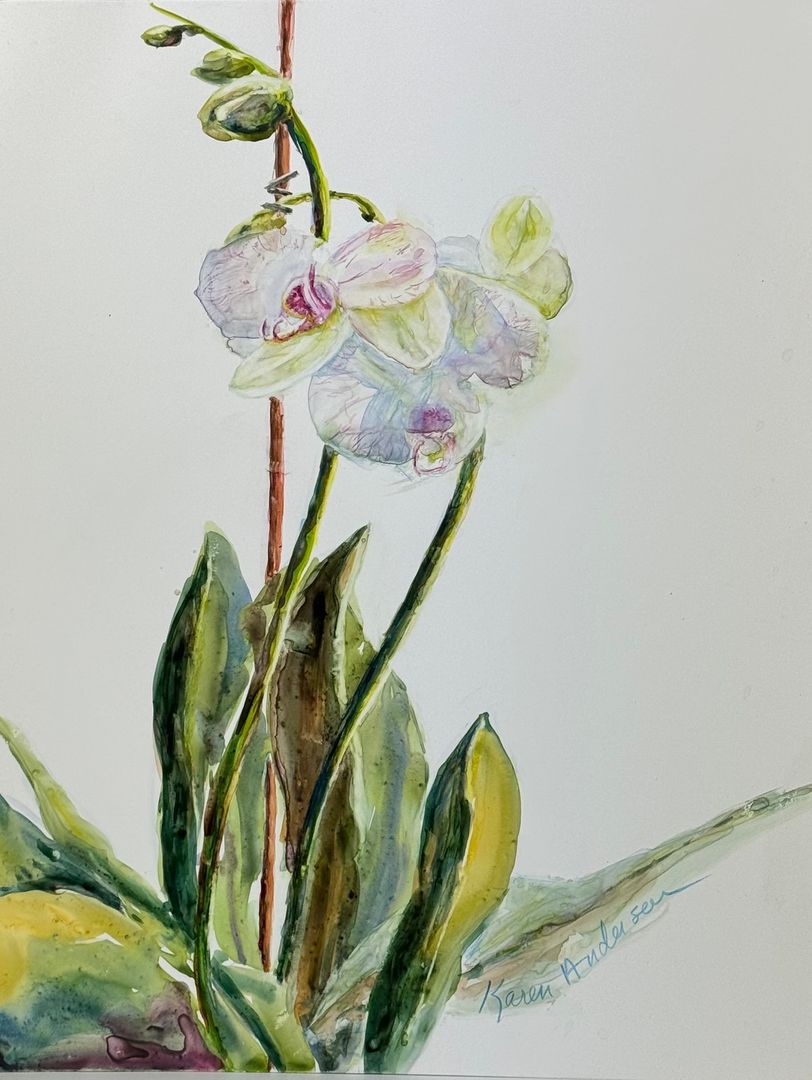 Orchid
