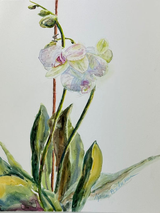 Orchid