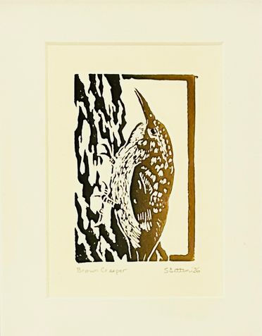 Brown Creeper