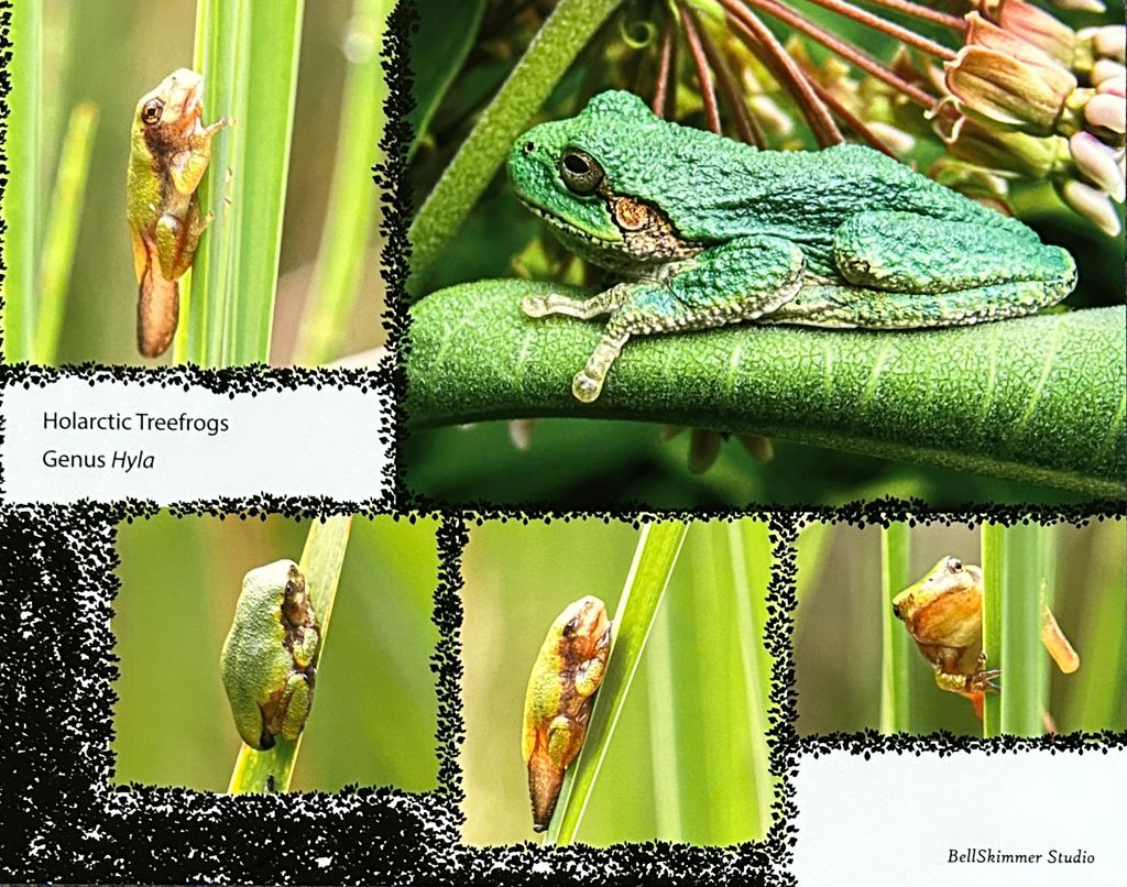 Hyla
